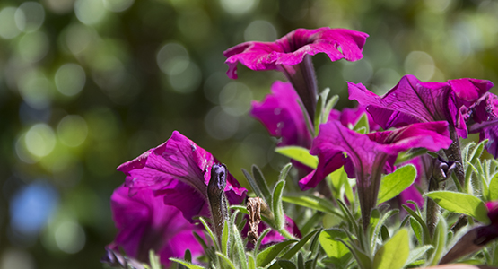 gigliolifiori